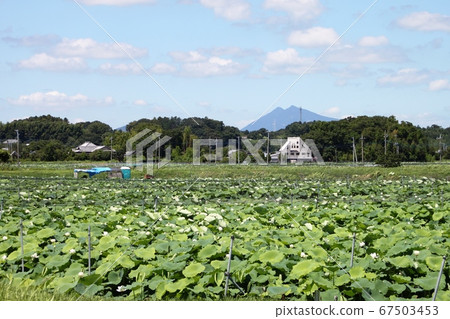 Hasuda spreads over Mount Tsukuba in the background Hasuda spreads over Mount Tsukuba in the background 67503453