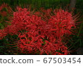 Cluster amaryllis 67503454