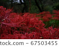 Cluster amaryllis 67503455