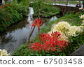 Cluster amaryllis 67503458