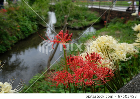 Cluster amaryllis Cluster amaryllis 67503458