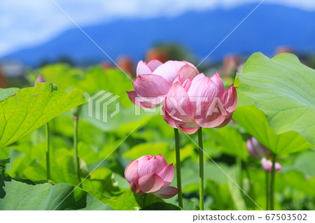 藤原宮遺址盛開的蓮花 67503502