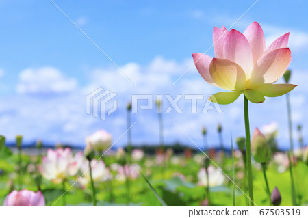 藤原宮遺址盛開的蓮花 67503519