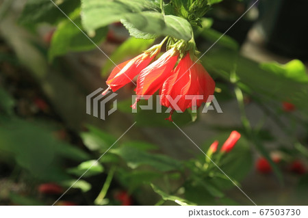 UNAKUSHI FUYOU 67503730