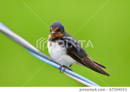 Swallow  67504053
