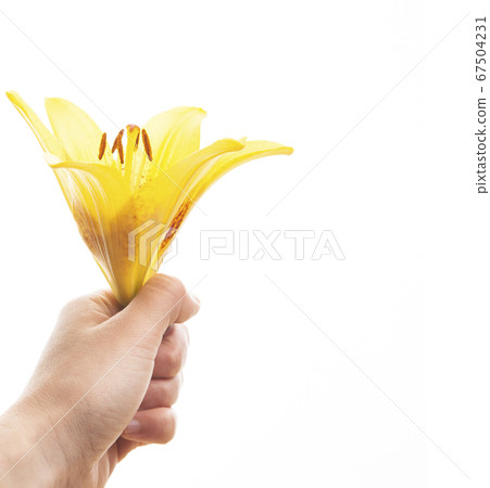 image of flower hand white background image of flower hand white background 67504231