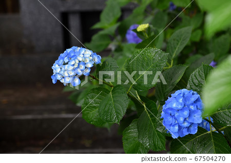 Rainy season Hydrangea Myorakuji 67504270
