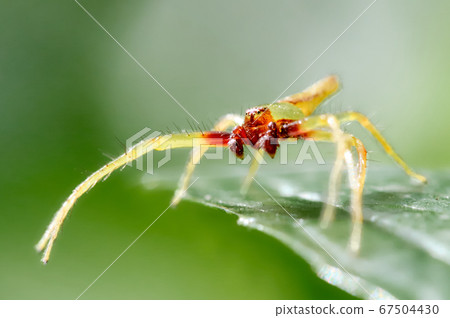 鯡魚蜘蛛與可愛的臉 鯡魚蜘蛛與可愛的臉 67504430