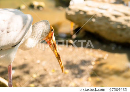 A milk stork is hunting in a pond. Looking for A milk stork is hunting in a pond. Looking for 67504485