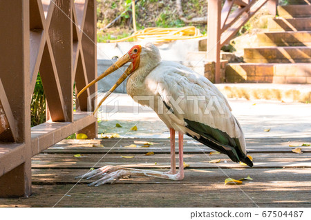 A milk stork sits on the ground with an open beak. A milk stork sits on the ground with an open beak. 67504487
