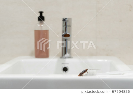 Cockroach in the bathroom on the sink. The problem 67504826