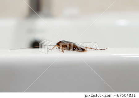 Cockroach in the bathroom on the sink. The problem Cockroach in the bathroom on the sink. The problem 67504831
