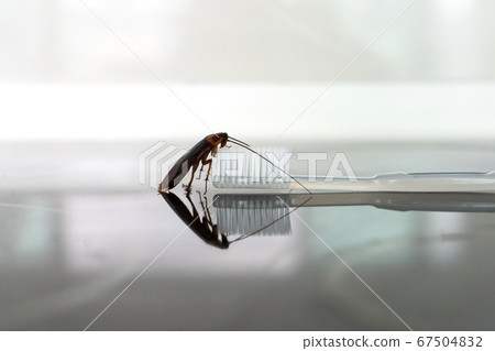 Cockroach on a toothbrush. Lack of hygiene. Cockroach on a toothbrush. Lack of hygiene. 67504832