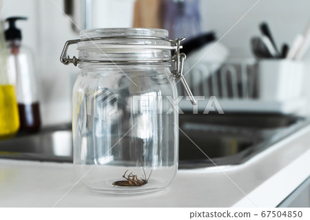 Cockroach in a glass jar in the kitchen 67504850