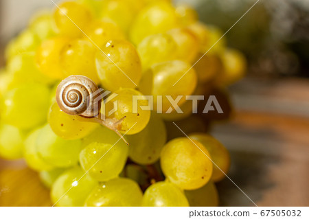 Close-up of a small snail crawling over grapes 67505032