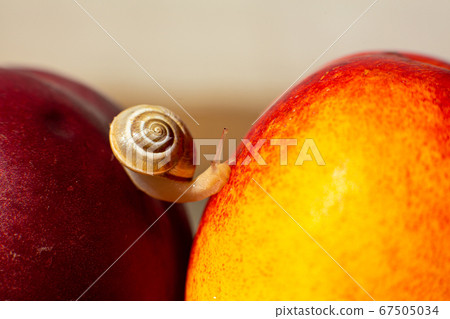 Little snail crawling on ripe red nectarines 67505034
