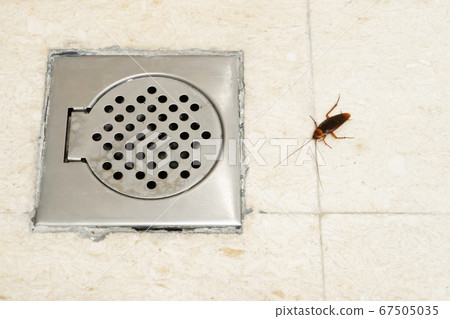 Cockroach in the bathroom near the drain hole. The 67505035