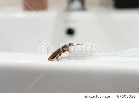 Cockroach in the bathroom on the sink. The problem 67505036