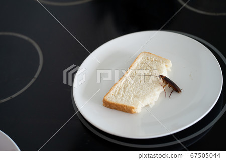 A cockroach is sitting on a piece of bread in a 67505044