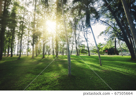 big tree in the park for background with light flare effect big tree in the park for background with light flare effect 67505664
