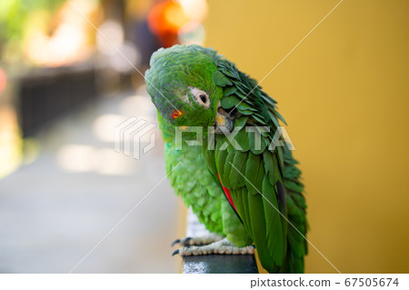 Green parrot close-up portrait. Bird park, Green parrot close-up portrait. Bird park, 67505674