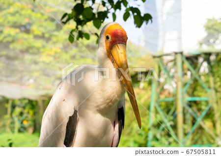 A milk stork sits close-up portrait. A stork sits A milk stork sits close-up portrait. A stork sits 67505811