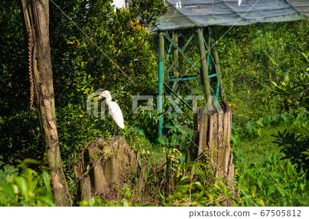 Little white heron walks through the park looking 67505812