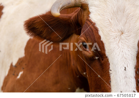 Close-up of a cow attacked by flies. Parasites 67505817