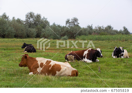 Rural cows graze on a green meadow. Rural life. 67505819