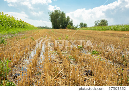 Wheat field after harvesting by combine. Clipped 67505862