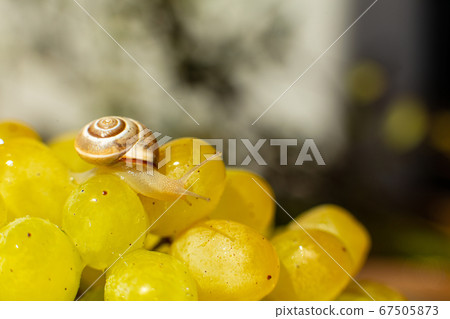 Close-up of a small snail crawling over grapes 67505873