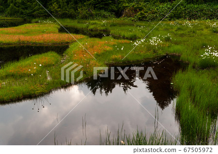 Shiga Kogen in the summer Shibuike 67505972