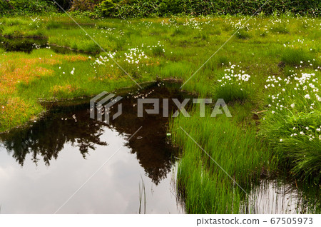 Shiga Kogen in the summer Shibuike 67505973