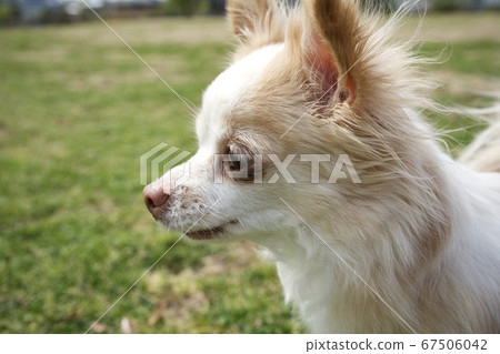 Chihuahua Park Chihuahua Park 67506042