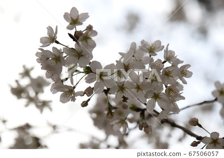 Yoshino cherry tree 67506057