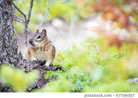 班夫國家公園奇普曼克 班夫國家公園奇普曼克 67506087