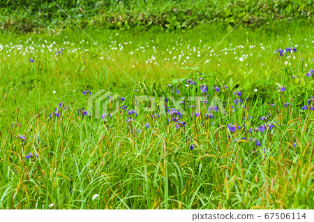 Summer Shiga Kogen Pond Tour Course 67506114