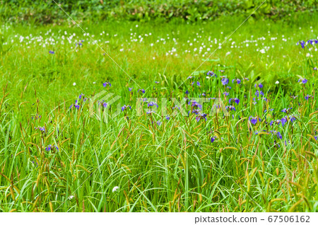 Summer Shiga Kogen Pond Tour Course 67506162