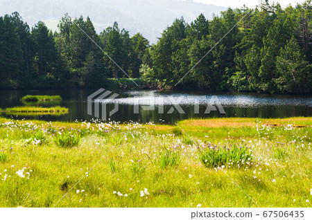 Shiga Kogen pond tour course Shibuike in summer 67506435