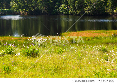 Shiga Kogen pond tour course Shibuike in summer 67506500