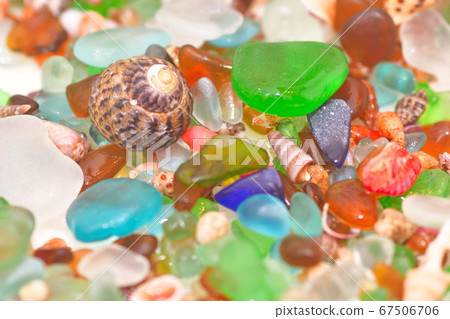 海草貝殼（圖片） 67506706