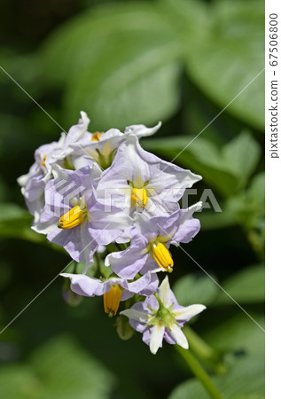 馬鈴薯(Kitakyari)花 馬鈴薯(Kitakyari)花 67506800