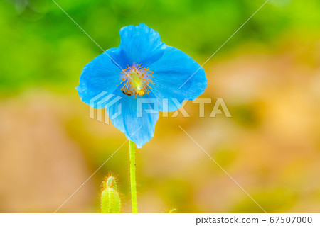 喜馬拉雅藍罌粟花朵[長野縣] 67507000