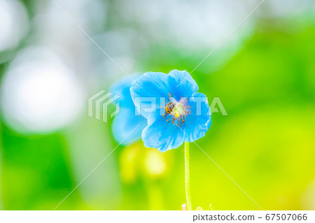 Himalayan blue poppy flower [Nagano Prefecture] 67507066