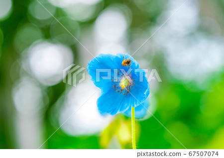 喜馬拉雅藍罌粟花朵[長野縣] 67507074