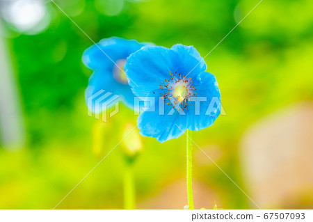 喜馬拉雅藍罌粟花朵[長野縣] 67507093