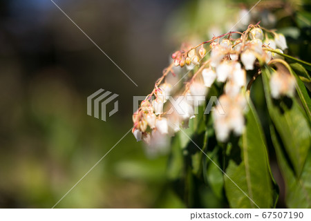 早春有小花的植物[花/植物] 67507190