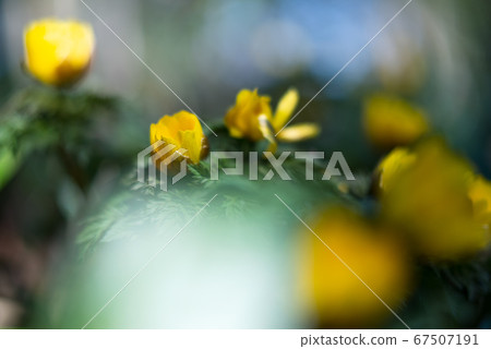 散落在柔和的散景中的黃色福壽草植物群[花/植物] 67507191