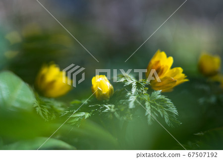 A flora of yellow Fukujuso plants floating in a soft bokeh [flower/plant] 67507192