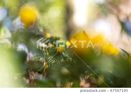 散落在柔和的散景中的黃色福壽草植物群[花/植物] 67507193